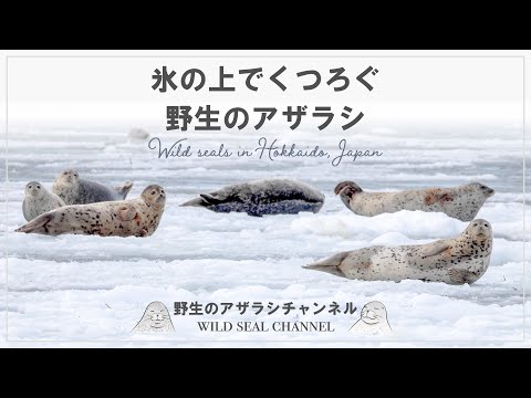 野生のアザラシ】 氷の上でくつろぐ野生のアザラシ（Wild seal
