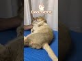 I love mommy #cat#먼치킨고양이#cutecat #funnycat#catshorts#fun cat#feline#Munchkin cat