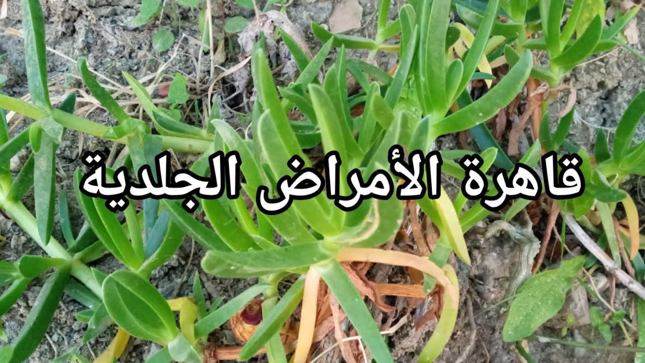 عشبة اصابع زينب