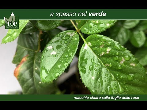 Video: Trattare le macchie di foglie di peperone - Segni e sintomi di macchie di foglie batteriche
