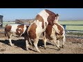 Bulls & Cows Best Farming - New Bulls Meet Cows First Time #20