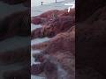 Jellyfish Invasion Cripples Fishing in Trieste