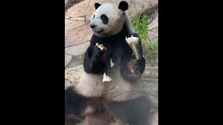 #原创#国宝今天在干嘛#大熊猫酷酷采食竹笋#来这吸熊猫#可爱的小吃货
