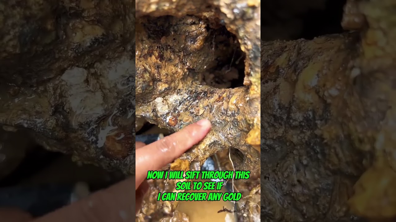 Traditional gold mining from a eucalyptus tree stump knocked down by a flood