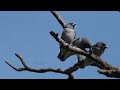 ഇണക്കത്തേവരുടെ പ്രണയ കാലം... ( Ashy wood swallow ) #nature #natgeo #bird #wildlife #keralawildlife