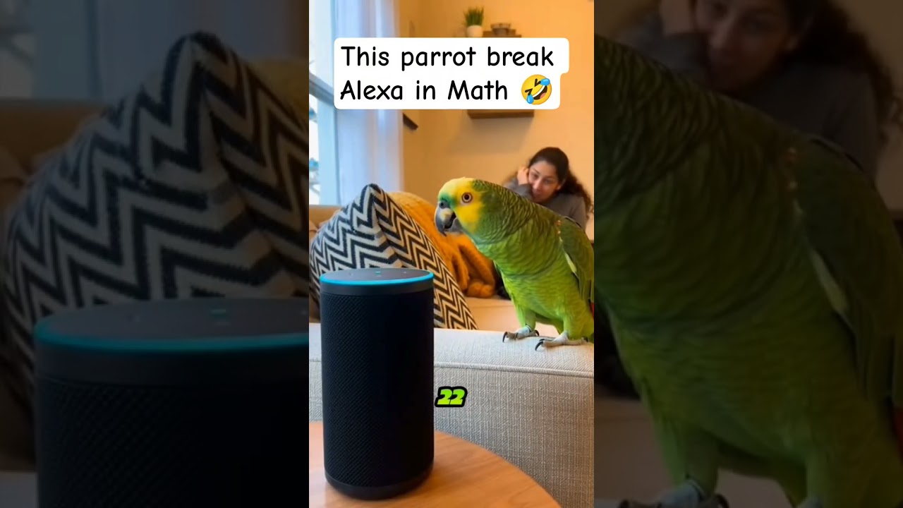 this parrot break Alexa in Math 🤣🤣 
