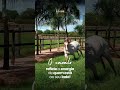 🐎 O cavalo é sobre SENTIR, CONECTAR e RESPEITAR! #horse #cavalo #haras #quartodemilha #fazenda