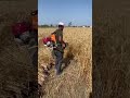 हाथ की मशीन से गेहु की कटाई 😇#kisan #khetibadi #farming