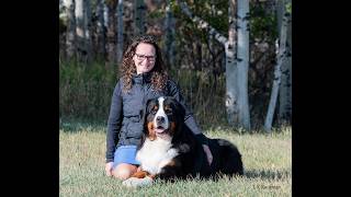 Bernese Mountain Dog Grooming Video - Feet and Ear grooming