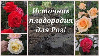 Больше грязи - шире...РОЗЫ! Переделка розария, и много всякого садоманства! 1 октября 2023 г.