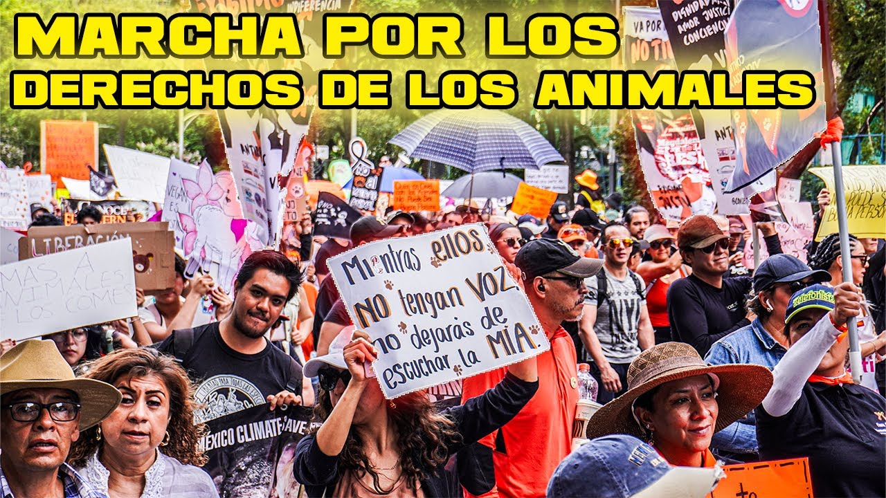 Marcha por los DERECHOS DE LOS ANIMALES en la CDMX 2023 - ¡¡NO al ...