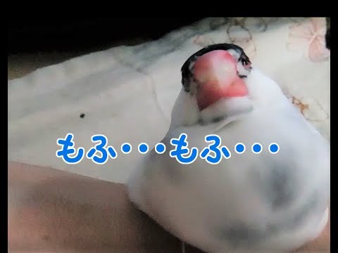 文鳥の介護#96　もふもふをどうぞ fluffy.8year old java sparrow.おもち文鳥