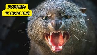 The Elusive Jaguarundi | A Closer Look #wildcats #animals #nature by Animal Facts Hub 261 views 1 month ago 2 minutes, 50 seconds