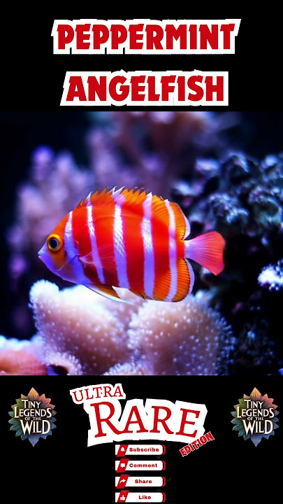Peppermint Angelfish: The Jewel of the Deep Sea!