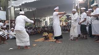 Nguleng Ring Pujawali Banjar Pelasa Kuta