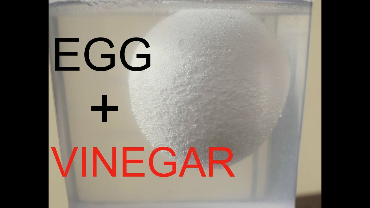 What Will Happen If You Put An EGG Into Vinegar YouTube What Will Happen If You Put An EGG Into Vinegar YouTube