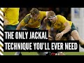 How to Coach the Jackal in 5 Easy Steps