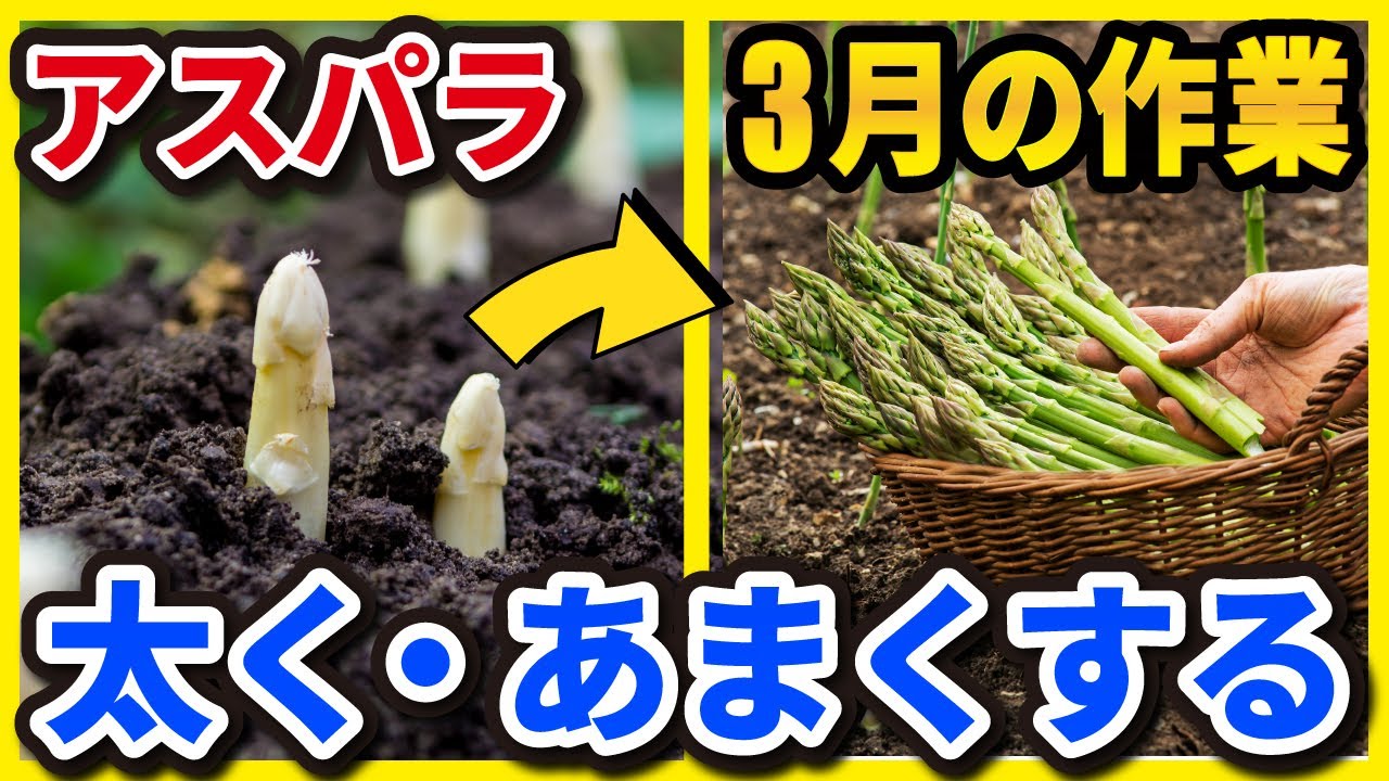 3月春に向けてするアスパラの育て方！あまく、おいしいくするたった1つのポイントとは？【3年目の春】