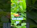Blue Banded Bee Nectaring on Wild Lantana at ColorWings Butterfly Garden