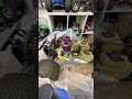 Rare Unboxing Holy Grail Part 2#rarerc#nitrotruck#ofnanitro#loncheywillito #fyp #shortvideo #viral