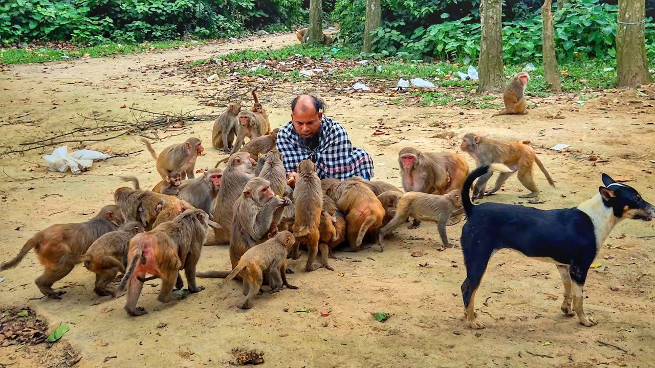 Watch Wild Monkey are believe on Human in this why it’s come to eating food from man 💥🤣 on YouTube Watch Wild Monkey are believe on Human in this why it’s come to eating food from man 💥🤣 on YouTube