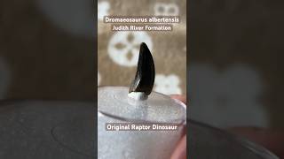 Dromaeosaurus Dinosaur Fossil Tooth