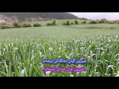 خواننده شیرین شیرین از سید جلال الدین محمدیان 
