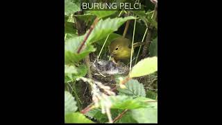 BURUNG LIAR MEMBERI MAKAN ANAKNYA