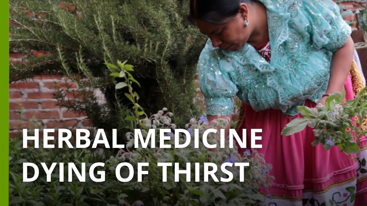 Indigenous agroforestry dying of thirst amid a sea of avocados in Mexico