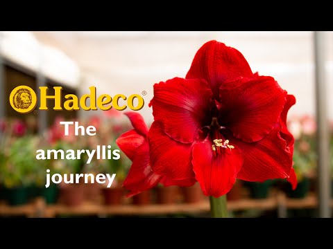 Video: Amaryllis Haqida Batafsil