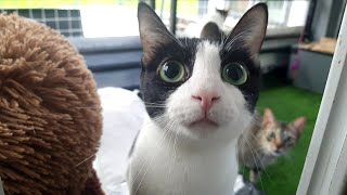 A curious cats caught on a camera | CatsLifePH