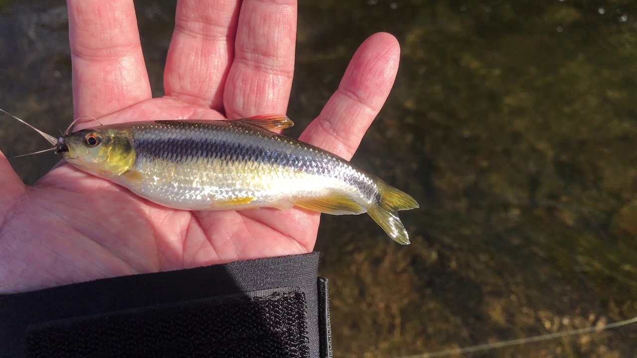 日本馬口魚 Youtube