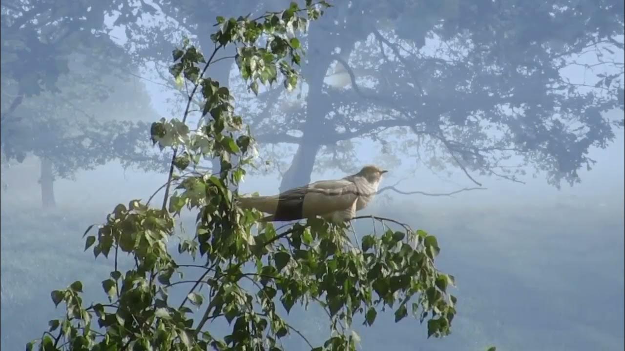 Слушать ты кукуй кукушка в синей. Не Кукуй Кукушечка. Кукушка над водой. MIKENORDFIELD — Кукушка.