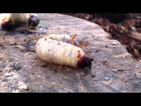 Tarli del legno youtube Tarli del legno rumore
