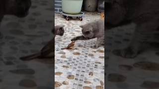 Thrilling Showdown: Bird vs Cats - Ozzy Man Quickies