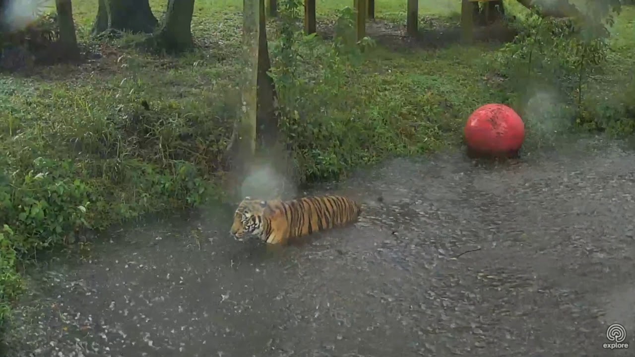 leopard print Hoover Tiger, Just Swimming in the rain