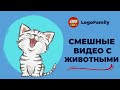 Смешные животные | Подборка приколов | Смех до слез