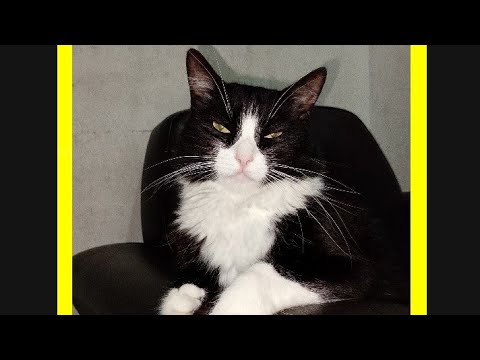 SECIÓN DE FOTOS CON LUNA PARTE 2🐾🐈🐱