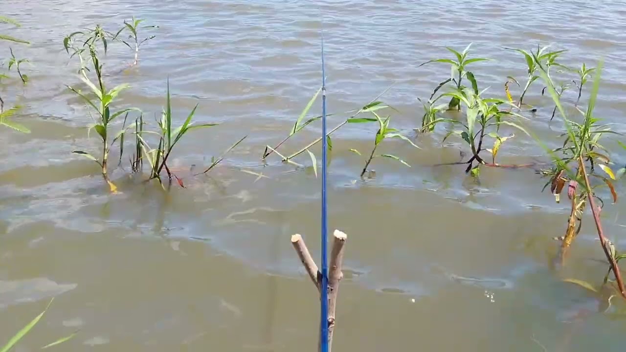Pescaria raiz no porto de areia só benção 