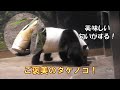 1/3シャオシャオご褒美タケノコが待ちきれない！giantpanda @tokyo 上野動物園