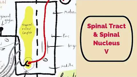 Spinal nucleus and the sensory tract of CN V