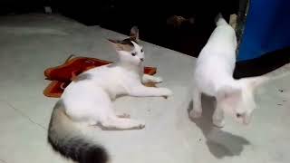 Funny Cats And Dogs Videos?? Funniest Animals - Videos of Funny Animals