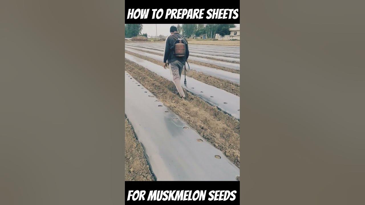 how-to-prepare-sheet-for-muskmelon-seeds-in-plants-youtube