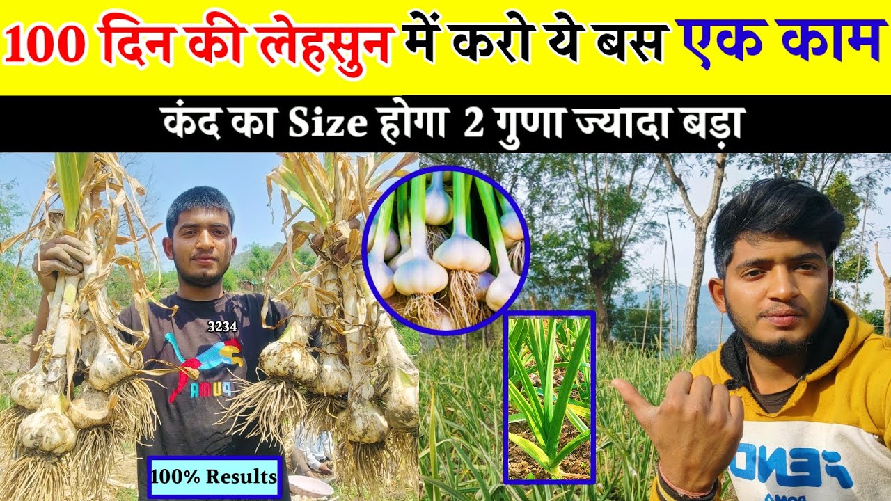 बस करो ये एक काम और लहसुन का Size होगा 2 गुणा ज्यादा..... | NPK 00:50 का प्रयोग कब करना चाहिए... 