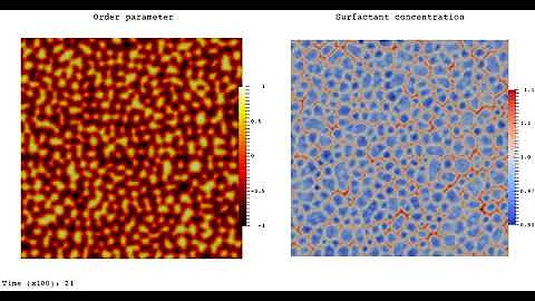 Oil-in-water droplet phase: lattice Boltzmann simulation