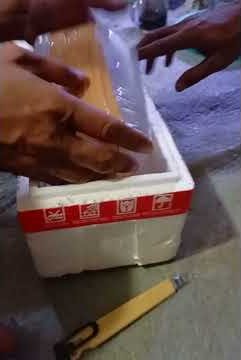 Channa Auranty perdana unboxing #Datang mati#