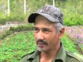 CULTIVAN FRESAS EN LA TIERRA MÃS CALIENTE DE CUBA!!! INCREÃBLE!!!