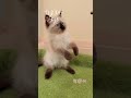 英長肉桂色