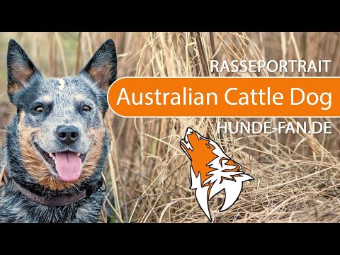 ► Australian Cattle Dog [2018] Rasse, Aussehen &amp; Charakter