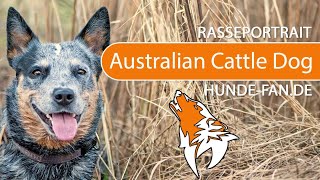 Australian Cattle Dog 2018 Rasse Aussehen Charakter Youtube